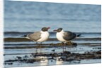 View of Laughing Gull standing in water by Anonymous