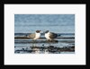View of Laughing Gull standing in water by Anonymous