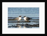 View of Laughing Gull standing in water by Anonymous