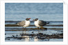 View of Laughing Gull standing in water by Anonymous