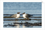 View of Laughing Gull standing in water by Anonymous