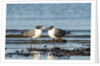 View of Laughing Gull standing in water by Anonymous
