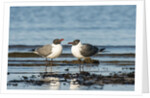 View of Laughing Gull standing in water by Anonymous