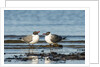 View of Laughing Gull standing in water by Anonymous