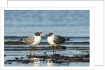 View of Laughing Gull standing in water by Anonymous