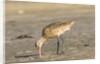 Side view of Marbled Godwit by Anonymous