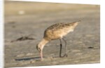 Side view of Marbled Godwit by Anonymous