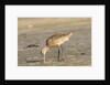 Side view of Marbled Godwit by Anonymous