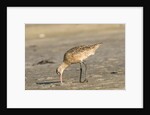 Side view of Marbled Godwit by Anonymous