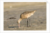 Side view of Marbled Godwit by Anonymous