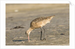 Side view of Marbled Godwit by Anonymous