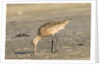 Side view of Marbled Godwit by Anonymous