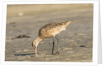 Side view of Marbled Godwit by Anonymous
