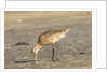 Side view of Marbled Godwit by Anonymous