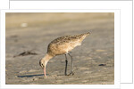Side view of Marbled Godwit by Anonymous