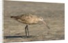 Side view of Marbled Godwit by Anonymous