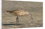 Side view of Marbled Godwit by Anonymous