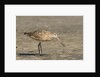 Side view of Marbled Godwit by Anonymous
