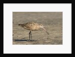 Side view of Marbled Godwit by Anonymous