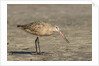 Side view of Marbled Godwit by Anonymous