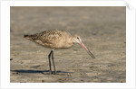 Side view of Marbled Godwit by Anonymous