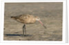 Side view of Marbled Godwit by Anonymous