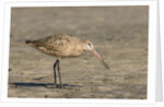 Side view of Marbled Godwit by Anonymous