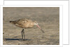 Side view of Marbled Godwit by Anonymous