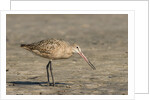 Side view of Marbled Godwit by Anonymous