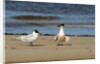 View of Royal Tern on sandy beach by Anonymous