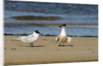 View of Royal Tern on sandy beach by Anonymous