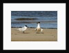 View of Royal Tern on sandy beach by Anonymous