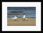 View of Royal Tern on sandy beach by Anonymous