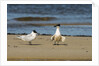 View of Royal Tern on sandy beach by Anonymous