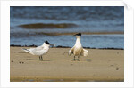View of Royal Tern on sandy beach by Anonymous