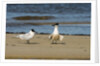View of Royal Tern on sandy beach by Anonymous