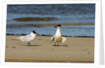 View of Royal Tern on sandy beach by Anonymous