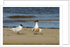 View of Royal Tern on sandy beach by Anonymous
