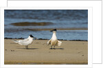 View of Royal Tern on sandy beach by Anonymous