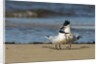 View of Royal Tern on sandy beach by Anonymous