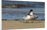 View of Royal Tern on sandy beach by Anonymous