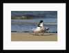 View of Royal Tern on sandy beach by Anonymous