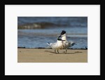 View of Royal Tern on sandy beach by Anonymous