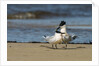 View of Royal Tern on sandy beach by Anonymous