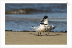 View of Royal Tern on sandy beach by Anonymous