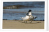 View of Royal Tern on sandy beach by Anonymous