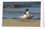 View of Royal Tern on sandy beach by Anonymous