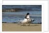 View of Royal Tern on sandy beach by Anonymous