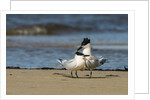 View of Royal Tern on sandy beach by Anonymous