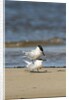 View of Royal Tern on sandy beach by Anonymous